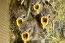 Five little wren chicks, who survived a precarious 60-mile round trip in their nest, built in the wheel of a seed drill. Picture: Bethany Atkinson