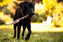 Throwing sticks for your dog might seem like a good idea, but it can cause problems