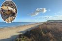 The body of a porpoise was found on Covehithe beach