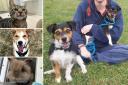 Could you give any of these Essex RSPCA pets a home?