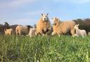 Sheep grazing on arable fields sown with grass and clover at the Holkham Estate