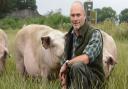 Rob Battersby, managing partner for LSB Pigs, with pigs grazing on grass cover mixes at a farm in East Rudham