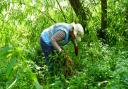 A new project aims to eradicate Himalayan balsam from the River Wensum. Pictured: A Norwich RiverCare volunteer clearing the invasive plant from the river bank