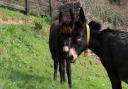 The mare and foal, named Abbie, who was three months pregnant, and Timmy, were spotted running in a field alongside the A47 near Dereham, with just a thin hedge separating them from the fast-moving traffic