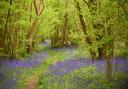 Foxley Wood, which is hosting a mini-beast hunt on May 30Photo: IAN BURT