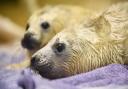 The RSPCA Centre at East Winch have taken in a large number of seal pups since the storm surge last weekend. Picture: Ian Burt