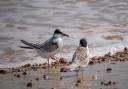 A pair of little tern Chicks at Blakeney Point