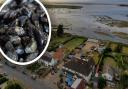 The White Horse in Brancaster Staithe is welcoming guests to enjoy mussel season