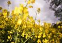 Warnings of an early pollen explosion have been predicted by the Met Office