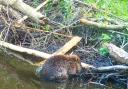 Three beaver babies have been caught on camera at a nature reserve in Norfolk.