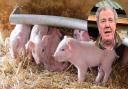 A Norfolk farmer has helped Jeremy Clarkson design a piglet safety innovation shown on Prime Video show Clarkson's Farm