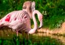 There is a Flamingo Festival at Pensthorpe Nature Reserve