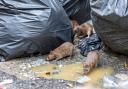 Rats are attracted to bins but there are ways you can avoid an infestation