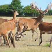 Red deer reared for Waitrose venison at John Savory's farm in Gateley, near Fakenham