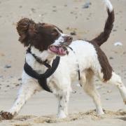 Wells-next-the-Sea has been named one of the most dog-friendly holiday spots in the UK