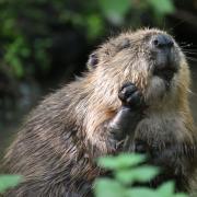 The Norfolk Rivers Trust has released a pair of beavers into a chalk stream headwater in north Norfolk.