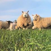 Sheep grazing on arable fields sown with grass and clover at the Holkham Estate