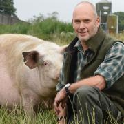 Rob Battersby, managing partner for LSB Pigs, with pigs grazing on grass cover mixes at a farm in East Rudham