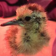 A recently-hatched curlew chick.