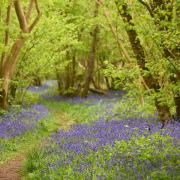 Foxley Wood, which is hosting a mini-beast hunt on May 30Photo: IAN BURT