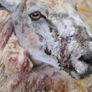 Bloodied and stitched, Welsh mule ewes from David Cross's flock which were attacked by a dog in their field at Attleborough. Photo: Bill Smith