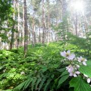 Pretty Corner Wood near Sheringham.  PHOTO: ANTONY KELLY