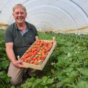 Simon Turner, owner and managing director of Sharrington Strawberries, hopes to have the farm's barn transformed into a café and shop.