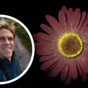 Reveal Nature director, David Atthowe (inset) alongside a photo taken of a Biofluorescent ox eye daisy, taken at Deepdale Farm