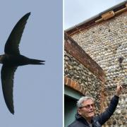 Helmut Maurer pointing at swift boxes