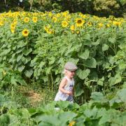 Two-year-old Alfie Wright enjoying the sunflowers at Ha Ha Farm Picture: Denise Bradley