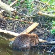 Three beaver babies have been caught on camera at a nature reserve in Norfolk.