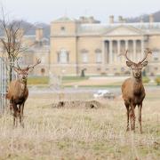 Holkham Park will close for six days