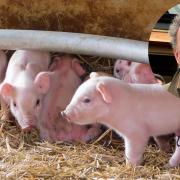 A Norfolk farmer has helped Jeremy Clarkson design a piglet safety innovation shown on Prime Video show Clarkson's Farm