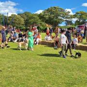 The Fun Dog Show in full swing at Party on the Pastures in Blakeney