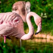 There is a Flamingo Festival at Pensthorpe Nature Reserve