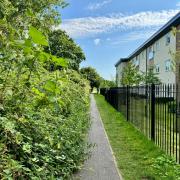 Meadow Walk pathway was left unkempt for months for being cut.