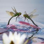 The Judges’ Overall Favourite Photograph, taken by Stuart Merchant