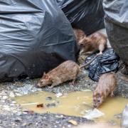 Rats are attracted to bins but there are ways you can avoid an infestation