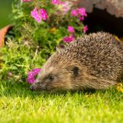 Brits are being urged to help hedgehogs out this autumn and winter